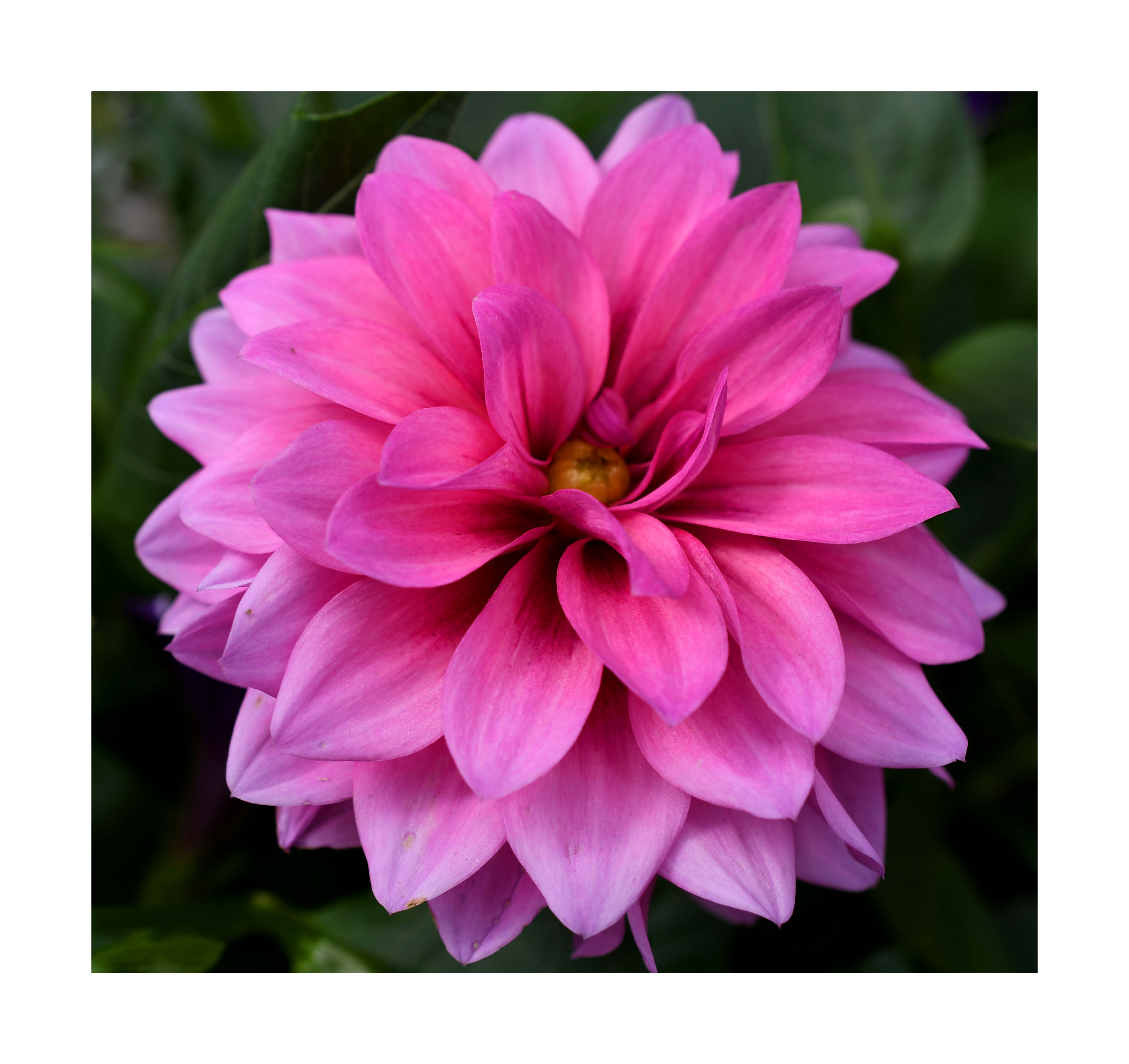 flower4